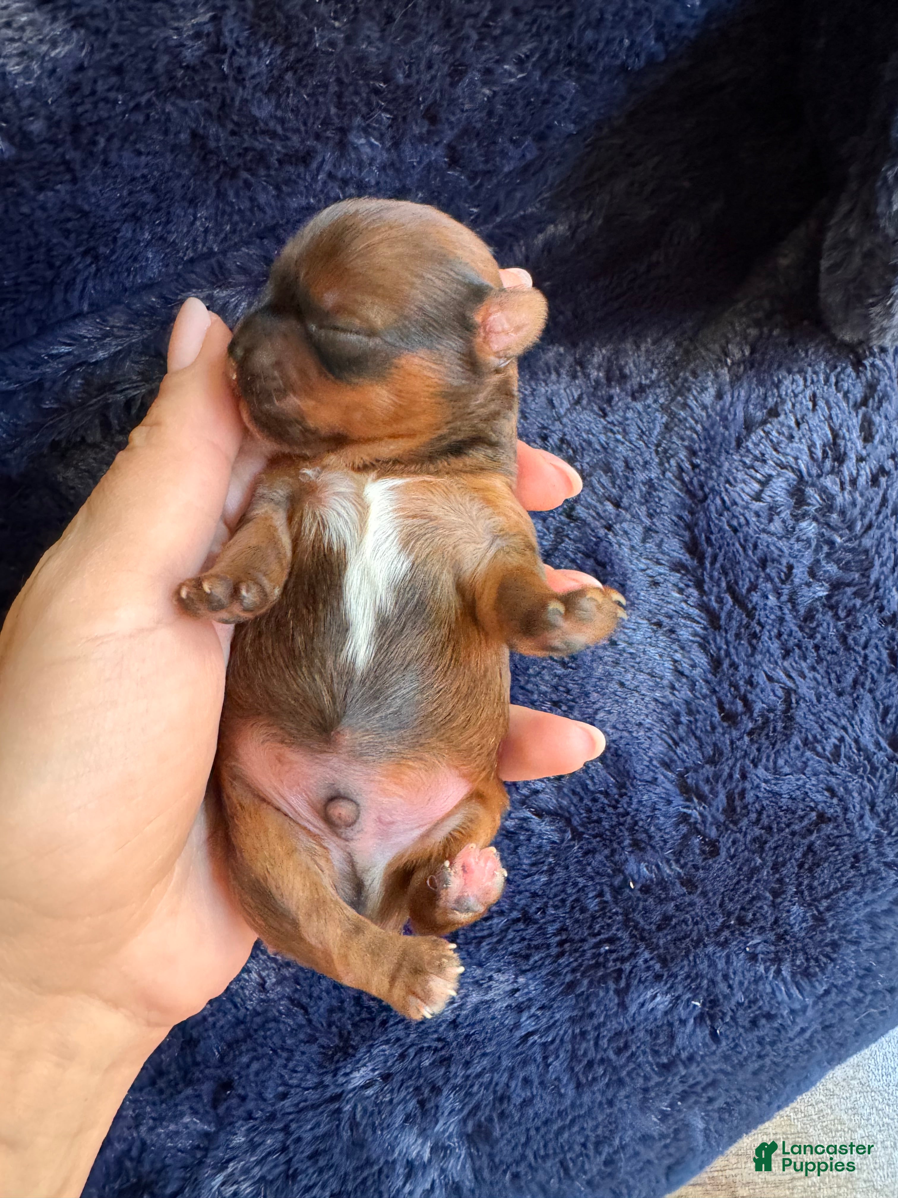 Yorkshire Terrier dogs male Yorkshire Terrier 1 - Ad 1