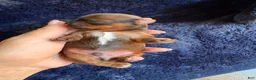 Yorkshire Terrier dogs for sale: male Yorkshire Terrier 1 - Ad 1