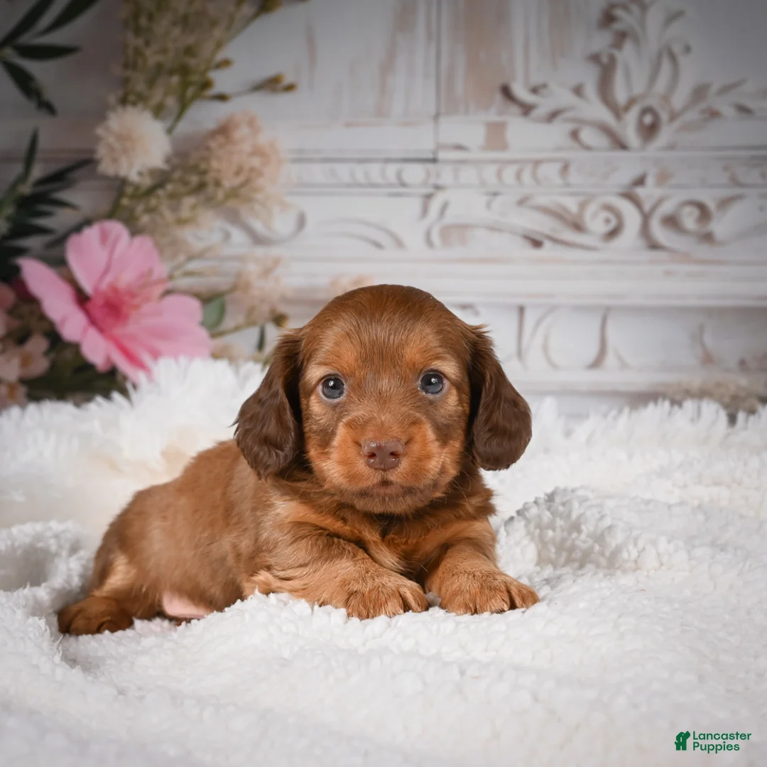 Miniature Dachshund dogs for sale: AKC-Kobi - Ad 1