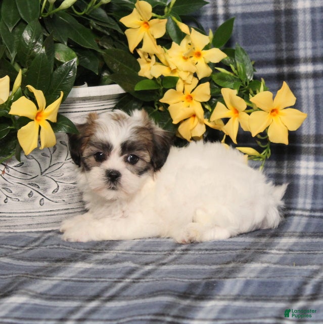 Teddy Bear dogs Olivia - Ad 2