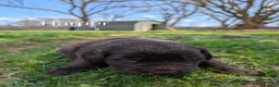 Newfoundland dogs for sale: Harper - Ad 19
