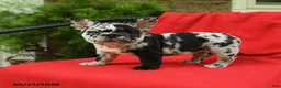 French Bulldog dogs for sale: Carlotta - Ad 4