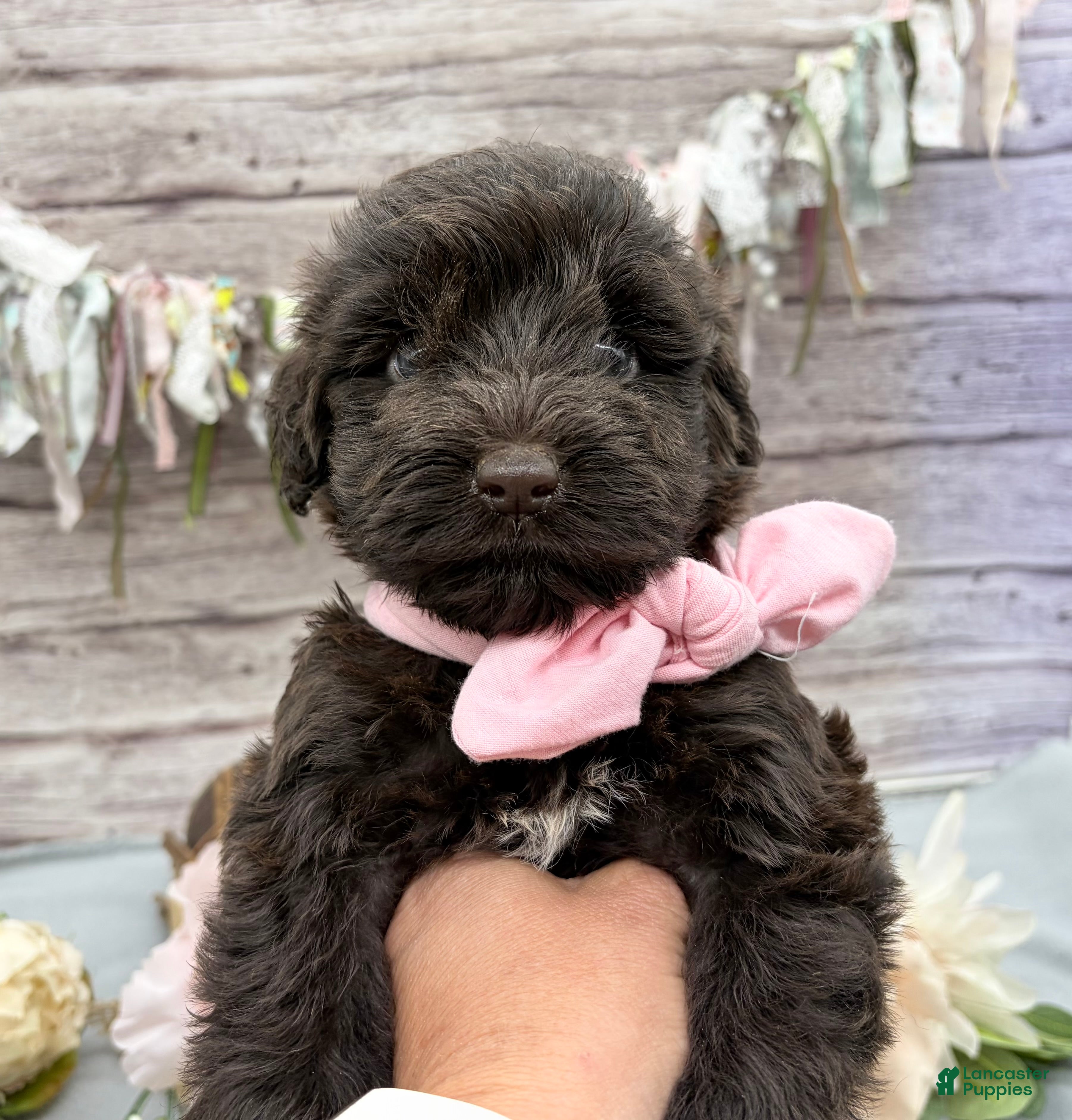 Portuguese Water Dog dogs Faith - Ad 2