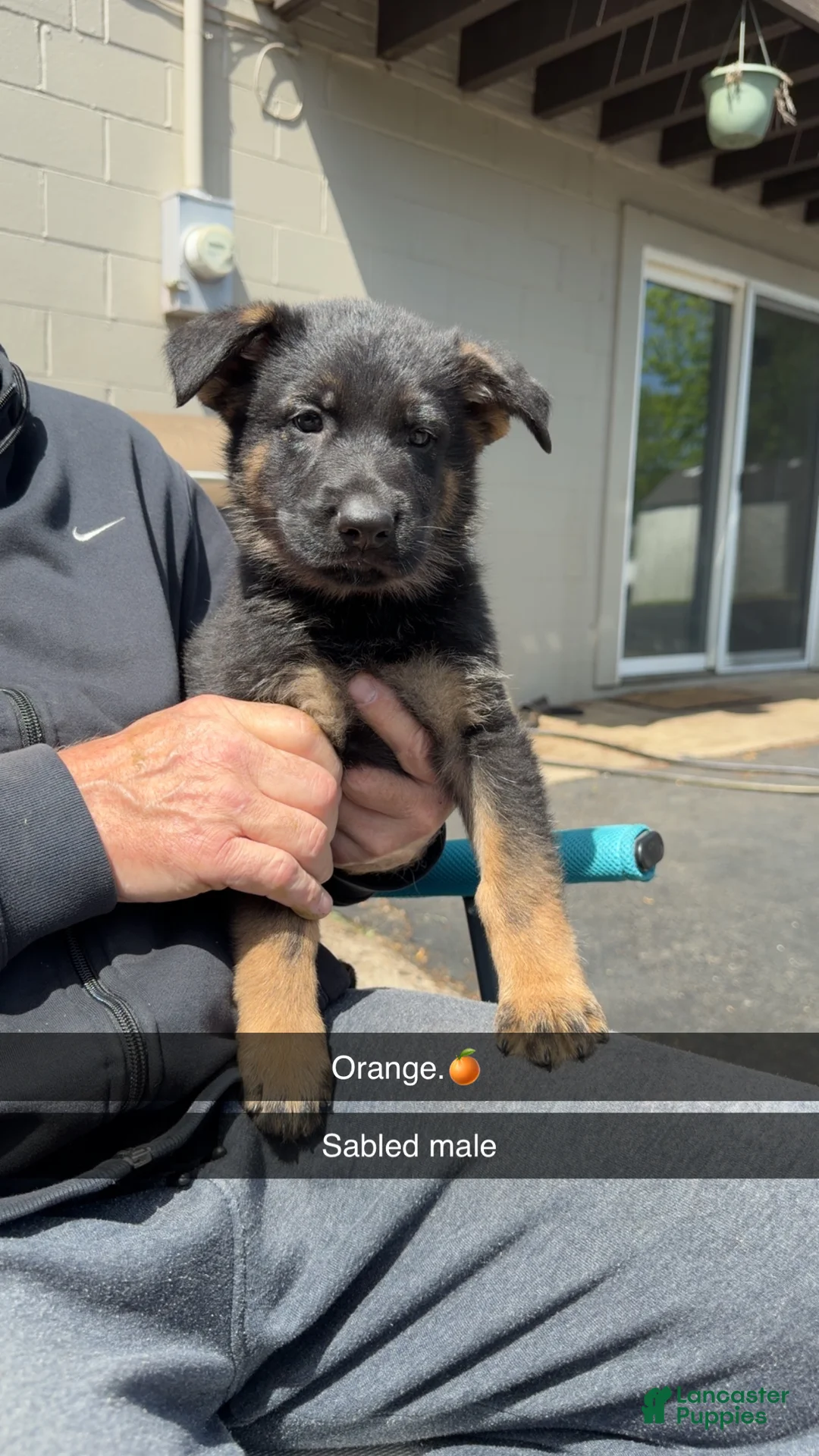German Shepherd dogs for sale: German Shepherd Puppy 4 - Ad 1