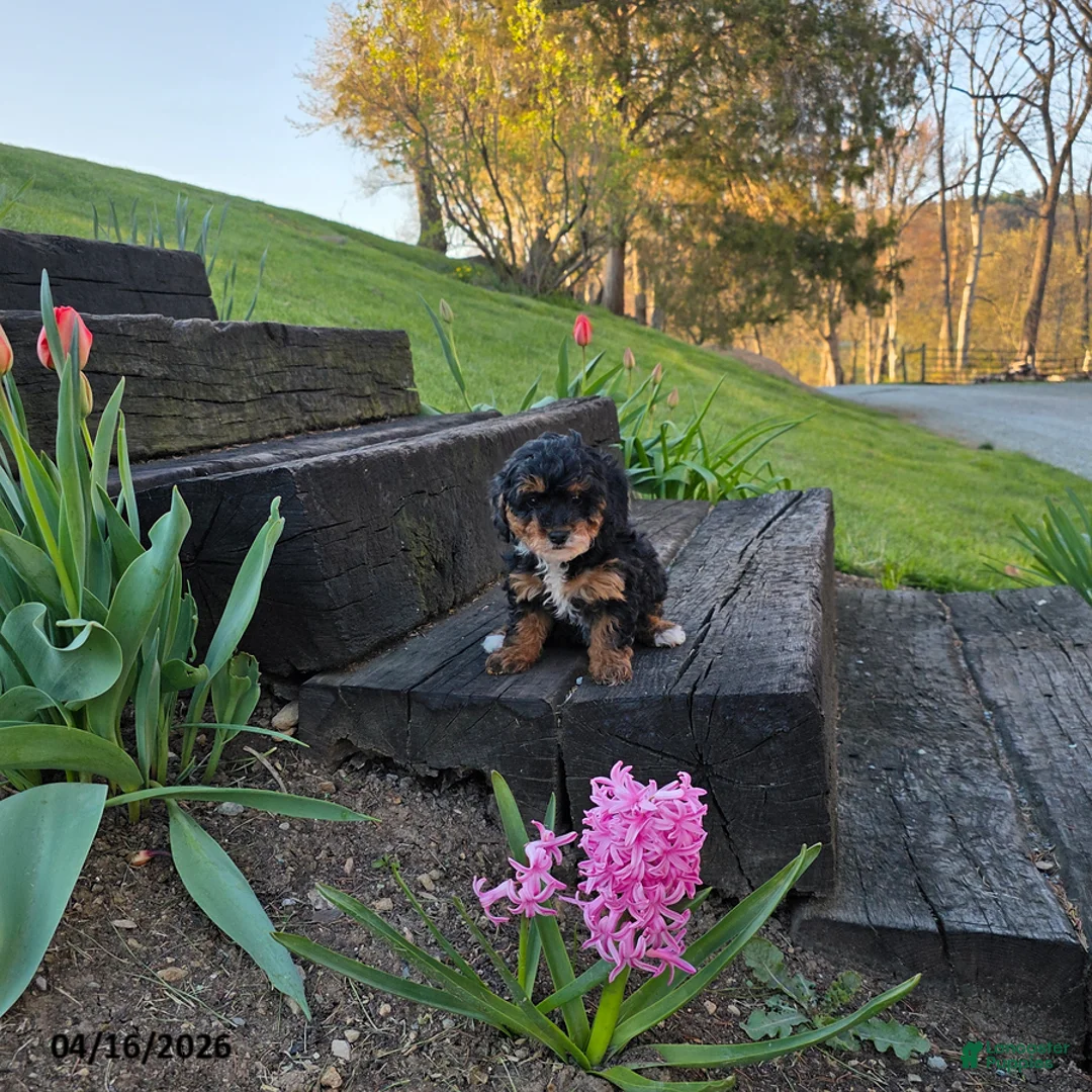 Mini Bernedoodle dogs for sale: Sprinkles - Ad 1