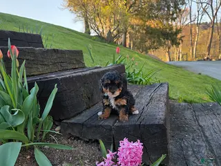Mini Bernedoodle dogs Sprinkles - Ad 2