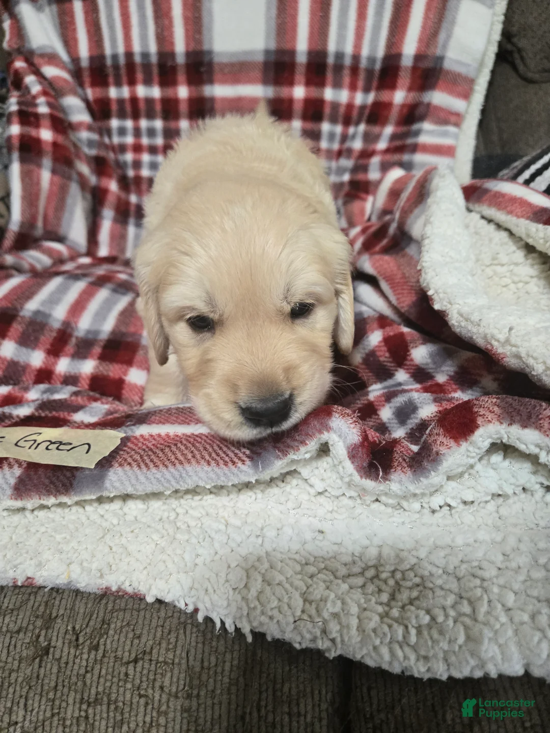 Golden Retriever dogs for sale: Lime Green collar Male - Ad 2