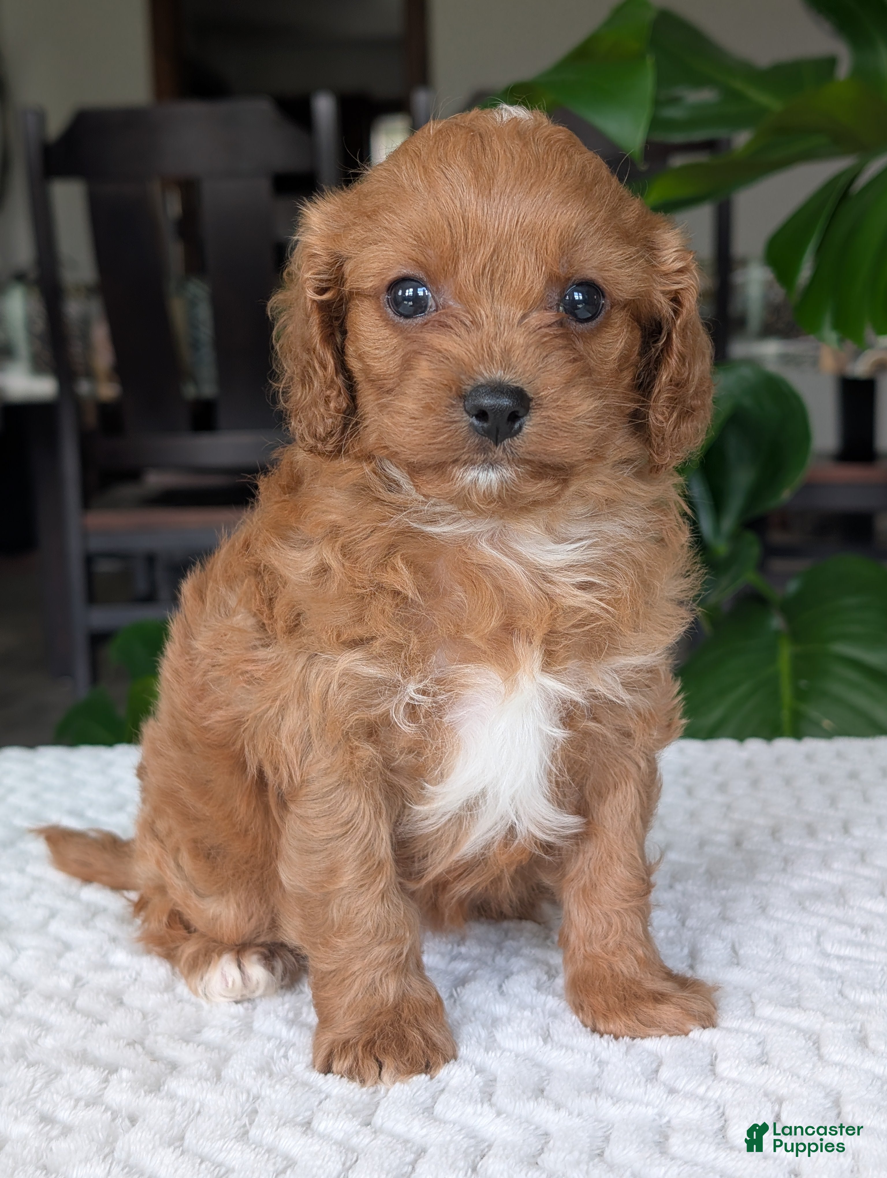 Cavapoo dogs Ellie - Ad 2