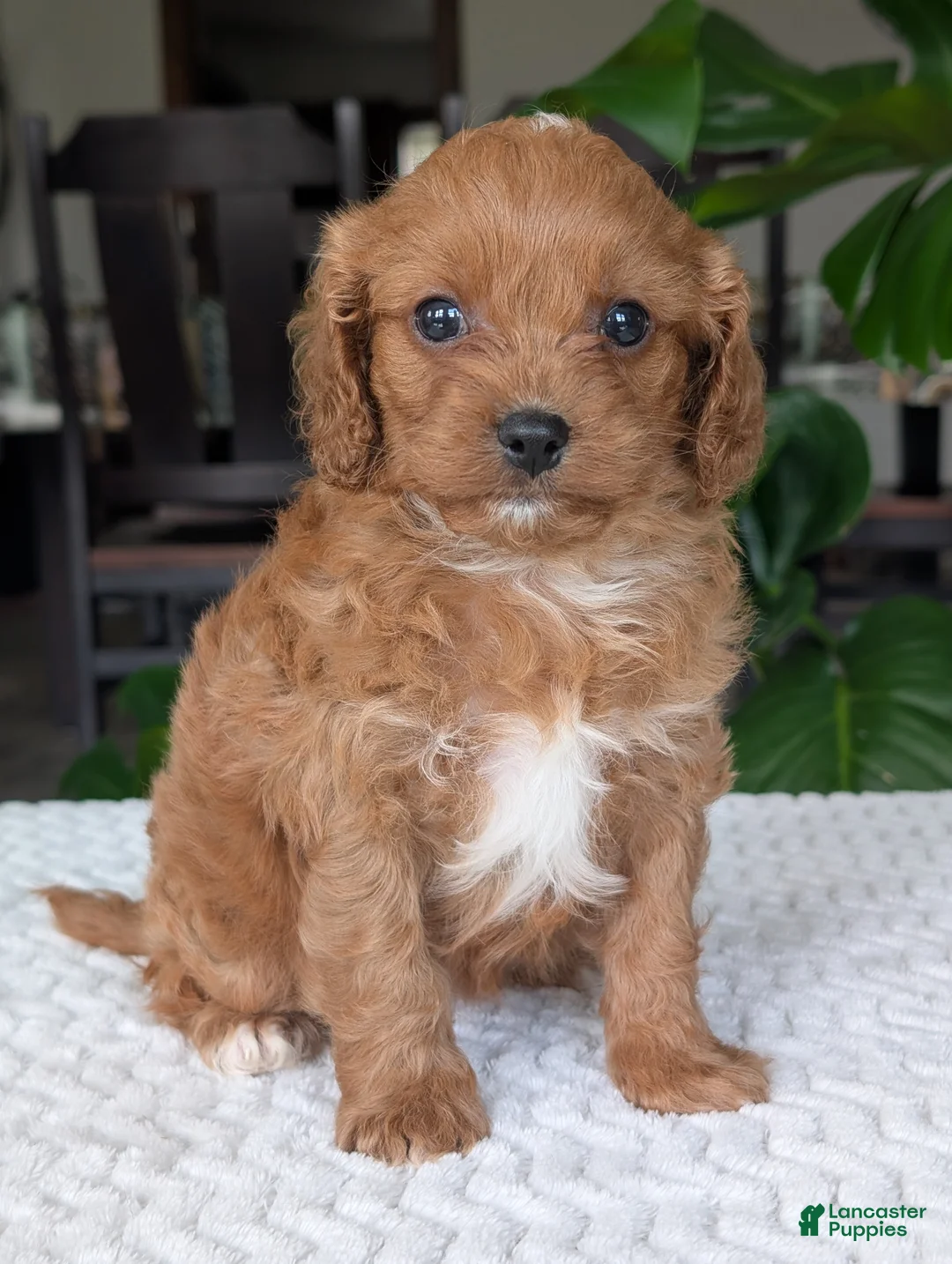 Cavapoo dogs for sale: Ellie - Ad 2