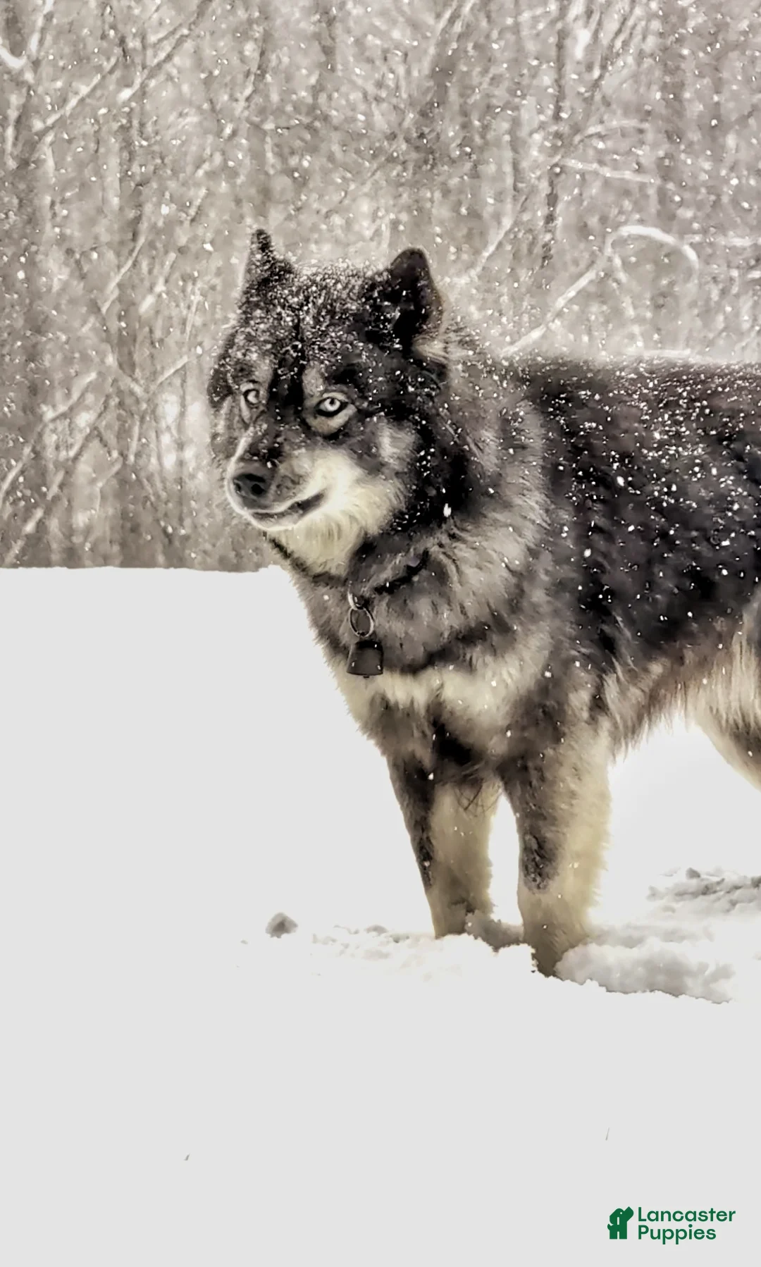 Siberian Husky dogs for sale: Salem "Wolf" Markings  - Ad 6