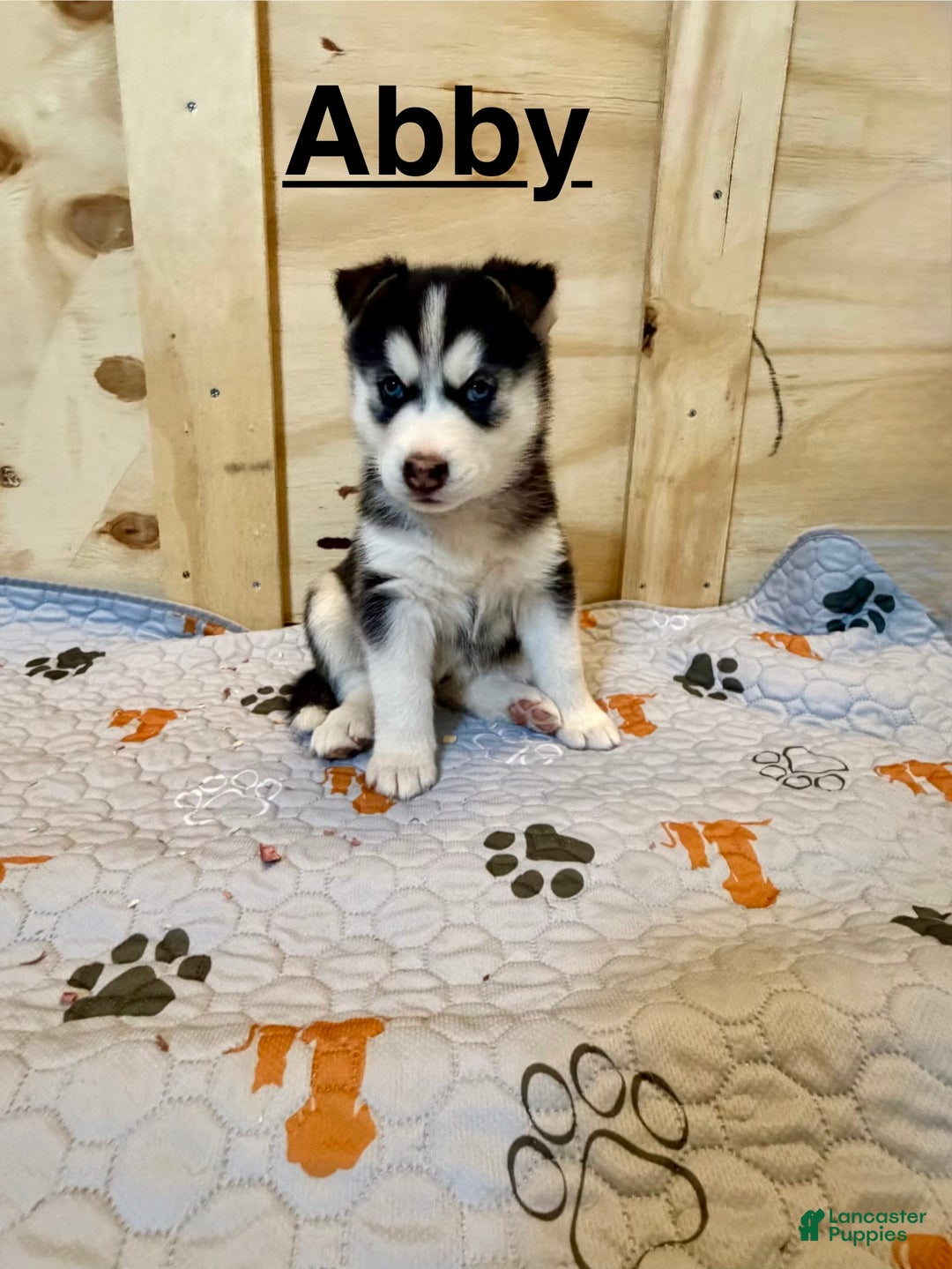 Siberian Husky dogs for sale: Siberian Husky Puppy 7 - Ad 1