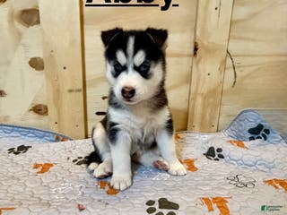 Siberian Husky dogs Siberian Husky Puppy 7 - Ad 2