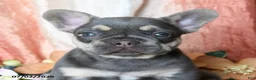French Bulldog dogs for sale: Hanson - Ad 3