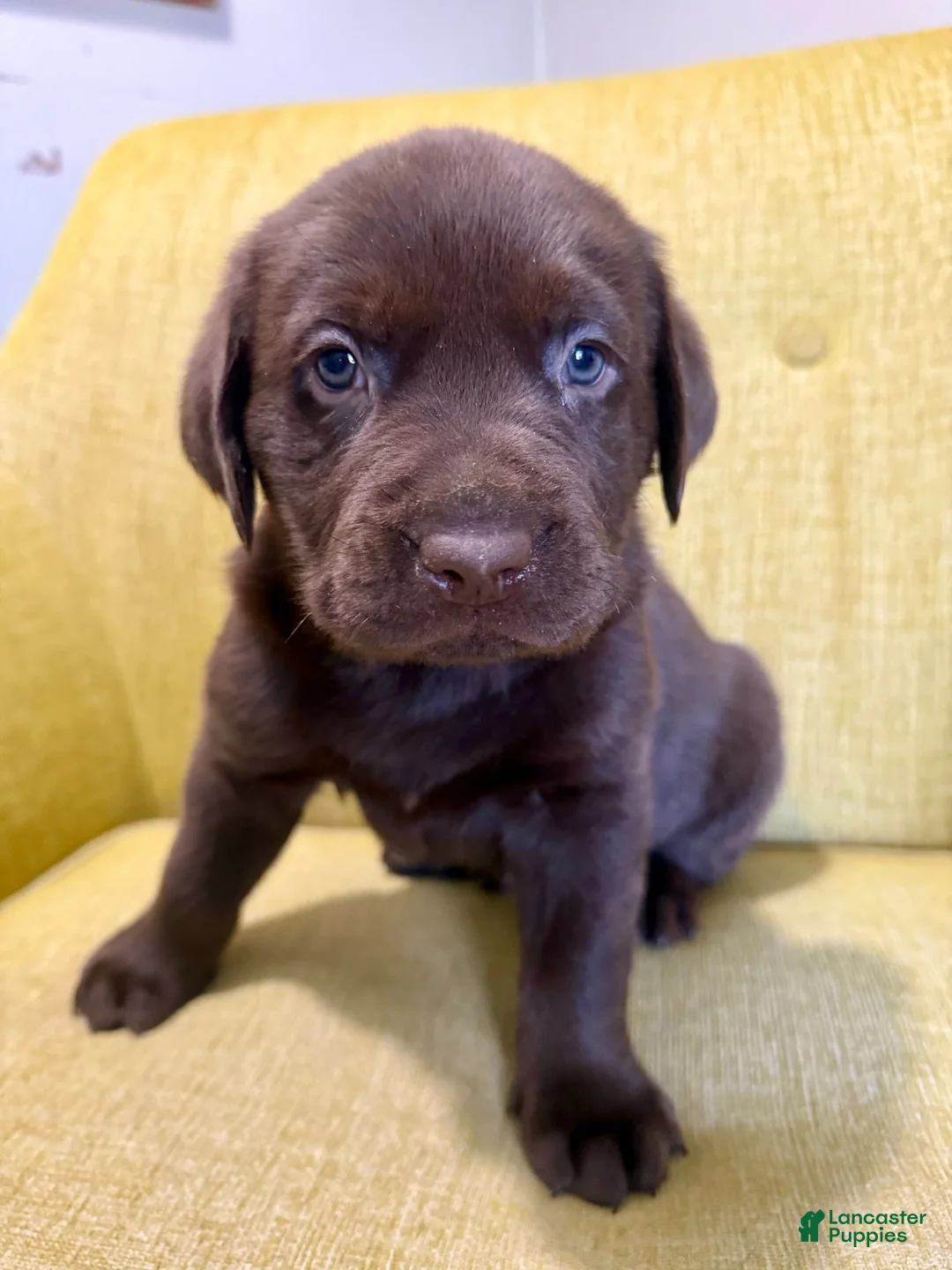Labrador Retriever dogs for sale: Chip - Ad 2