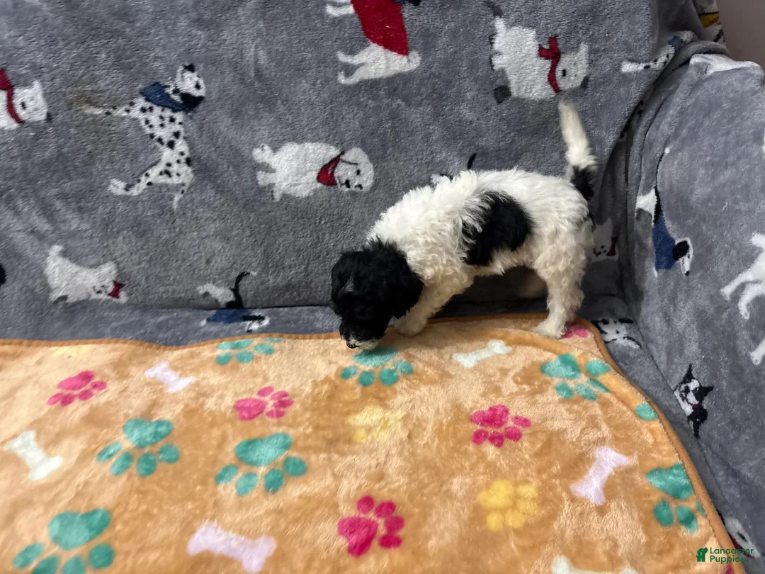 Miniature Labradoodle dogs for sale: Tiny - Ad 1