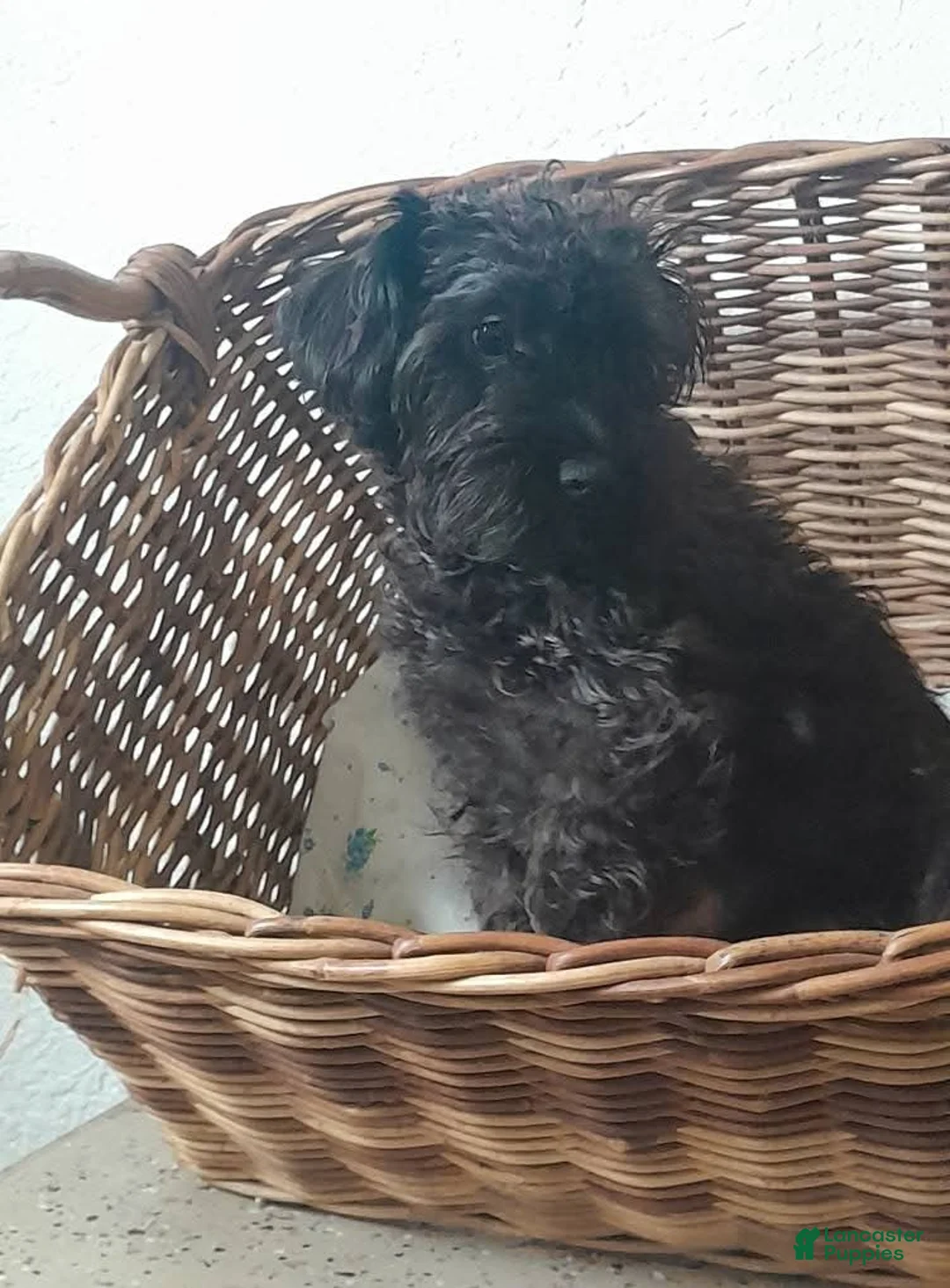 Schnoodle dogs for sale: Franky - Ad 2