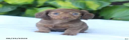 Miniature Dachshund dogs for sale: Tina - Ad 5