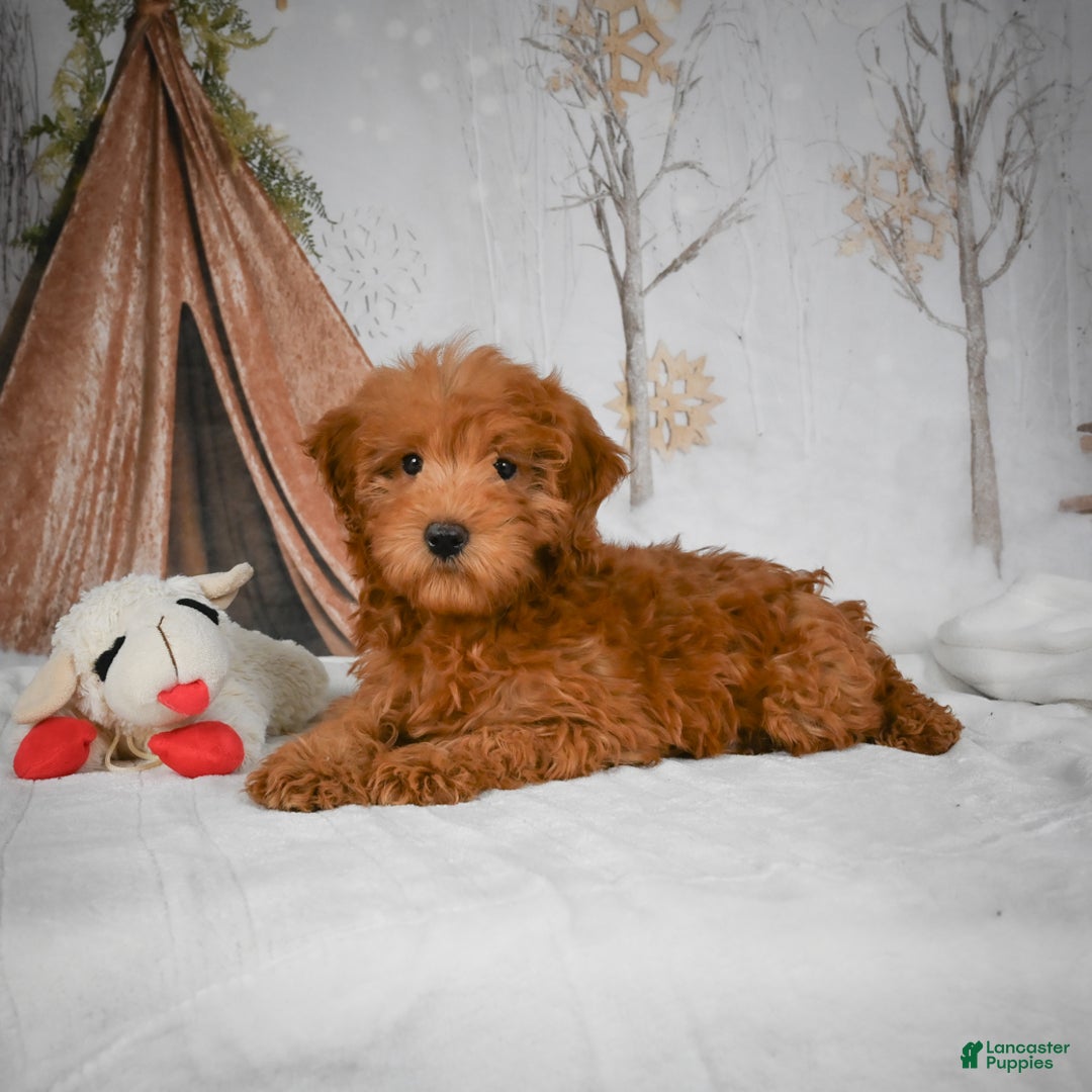 Mini Goldendoodle dogs for sale: Rosie - Ad 10
