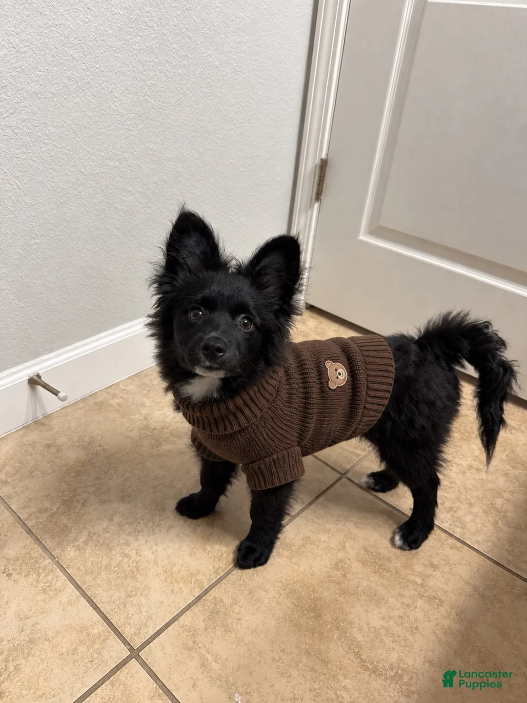 Pomeranian dogs for sale: Pomeranian 1 - Ad 1