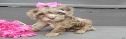 Cockapoo dogs for sale: Amber - Ad 3