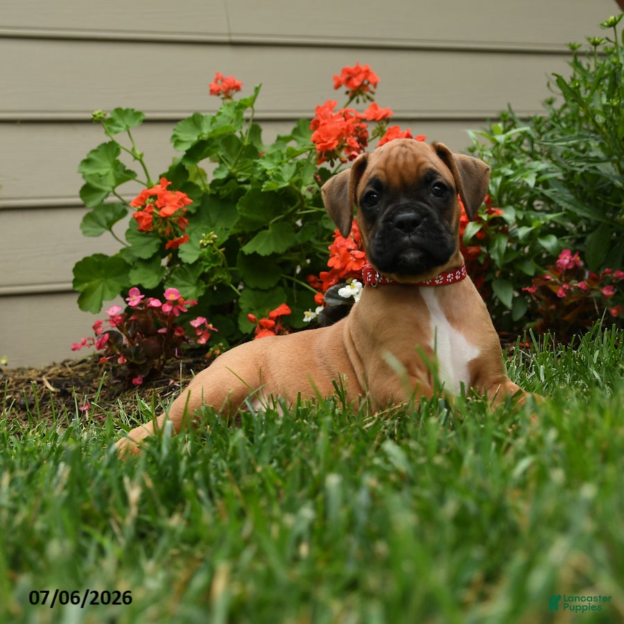 Boxer dogs Curry - Ad 2