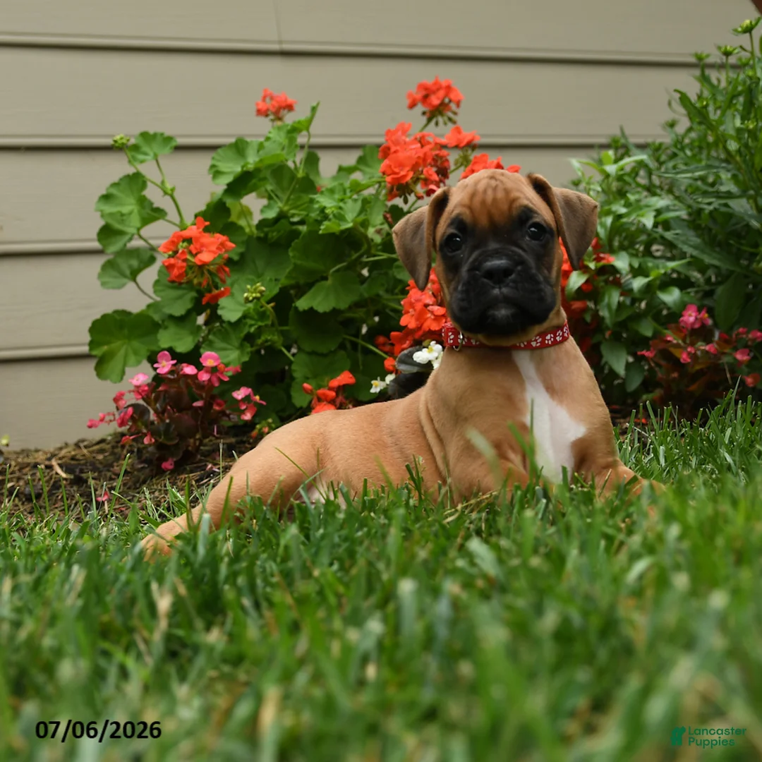 Boxer dogs for sale: Curry - Ad 2