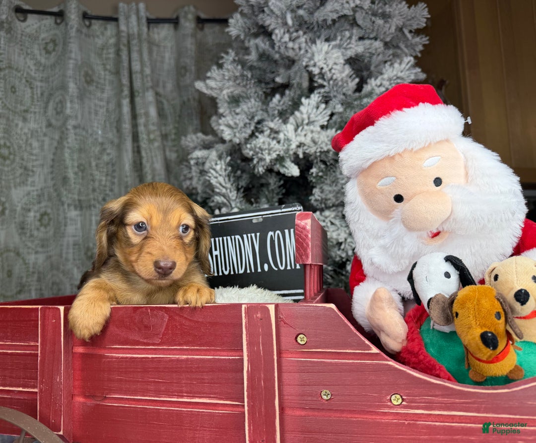 Miniature Dachshund dogs for sale: Green eyes- South african - Ad 1