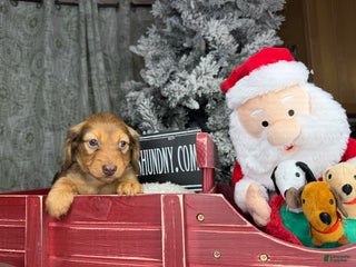 Miniature Dachshund dogs Green eyes- South african - Ad 35