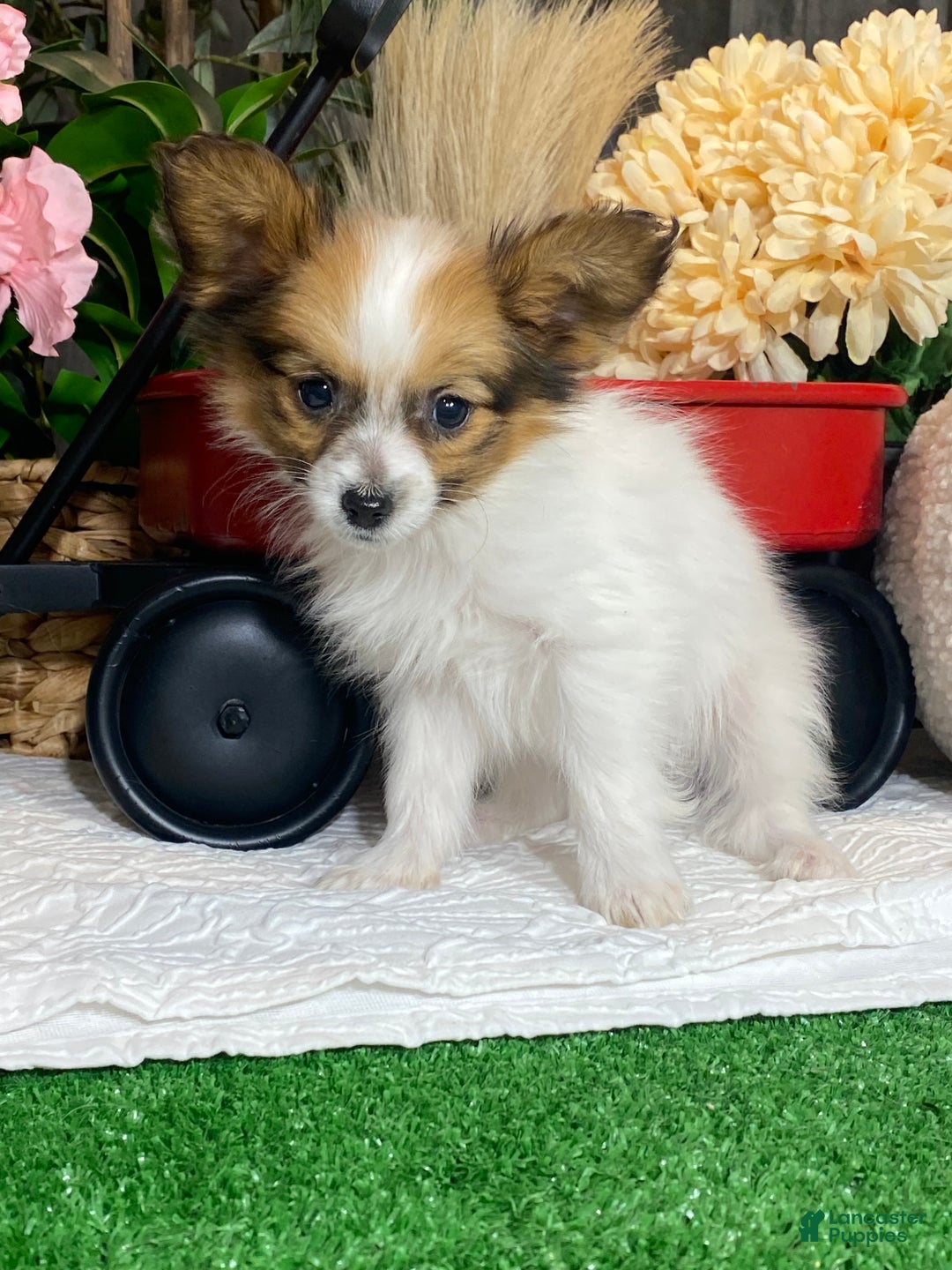 Papillon dogs for sale: Ruby  - Ad 7
