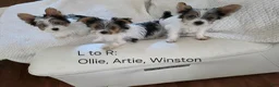 Yorkshire Terrier dogs for sale: Winston - Ad 5