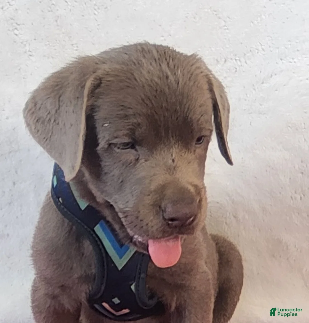 Labrador Retriever dogs for sale: Reagan - Ad 2