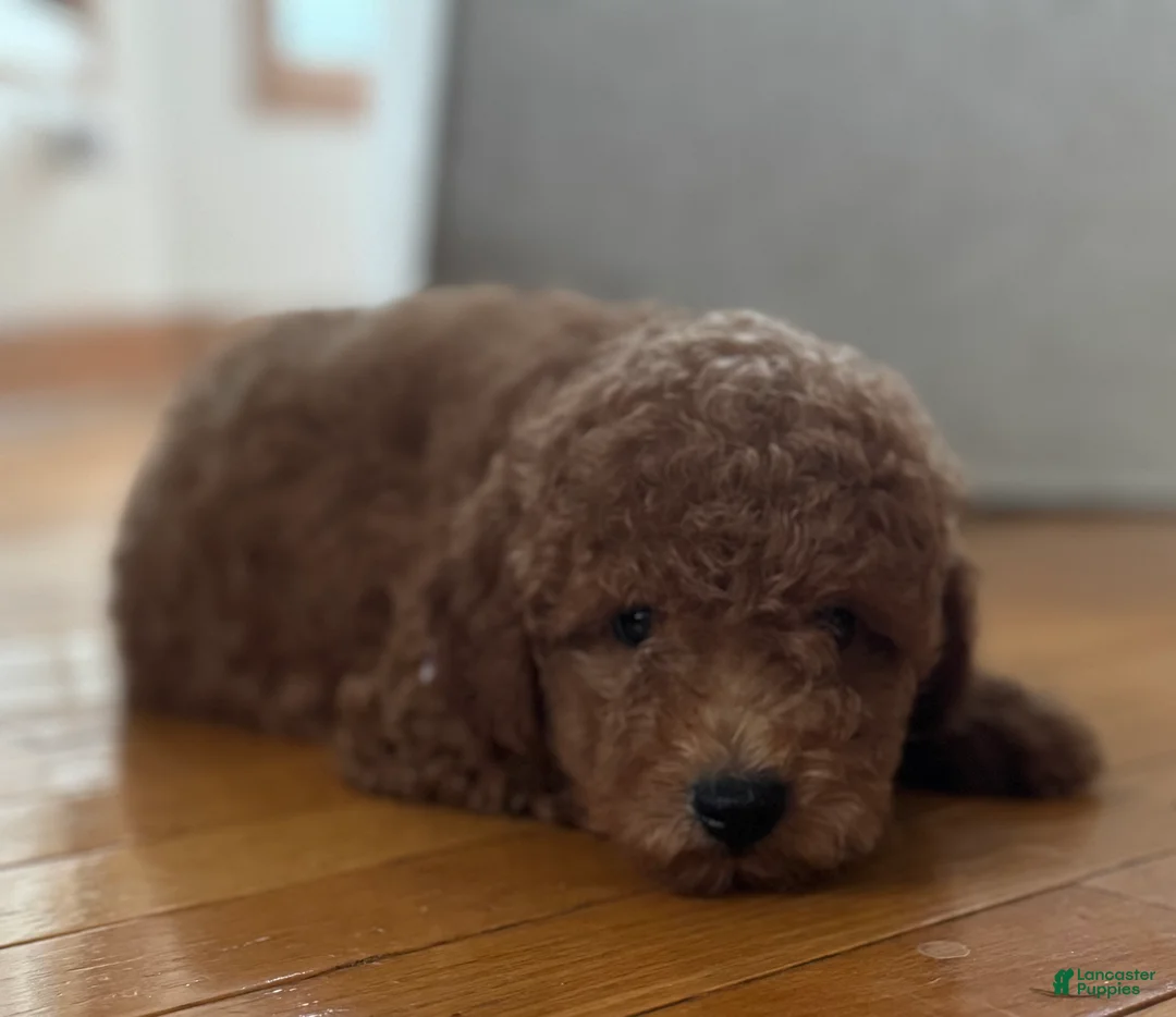 Mini Goldendoodle dogs for sale: Mini Goldendoodle 1 - Ad 2