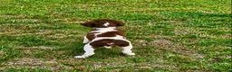 Brittany Spaniel dogs for sale: Theo - Ad 4