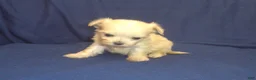 Maltipoo dogs for sale: Polly (teacup) - in home raised, no-shed, great for apartments - Ad 7