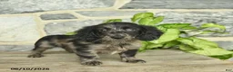 Miniature Dachshund dogs for sale: Jewel  - Ad 1