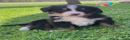 Bernese Mountain Dog dogs for sale: Blaze  - Ad 8