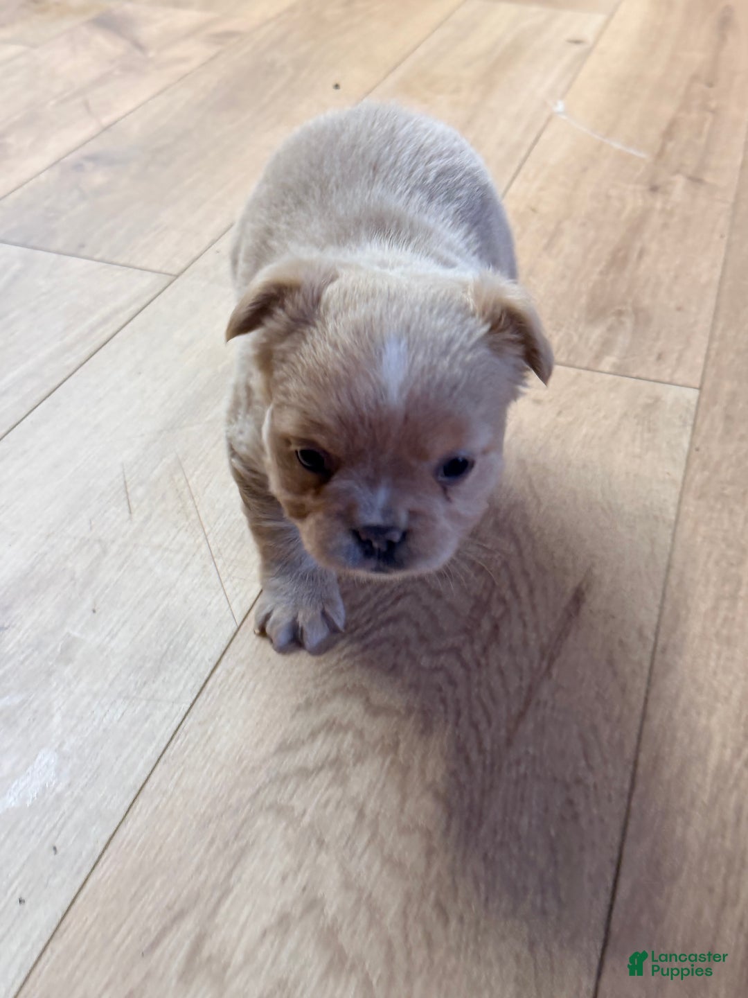 French Bulldog dogs for sale: French Bulldog Puppy 1 - Ad 8