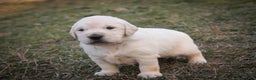 Golden Retriever dogs for sale: Rumble - Ad 11
