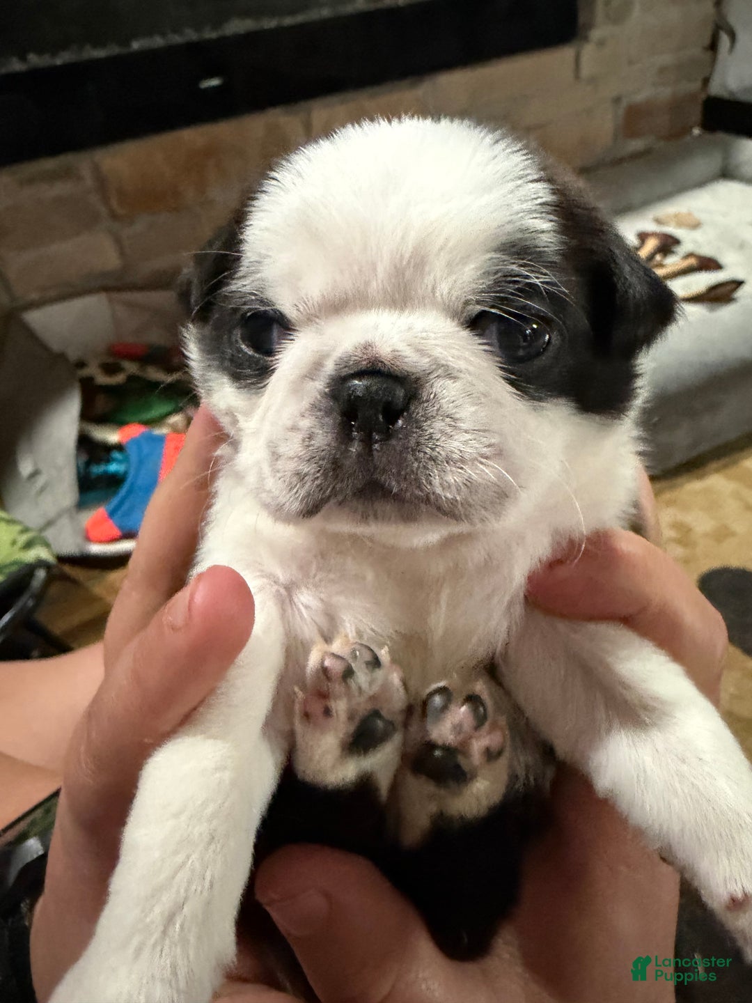 Pug dogs for sale: Oreo  - Ad 1
