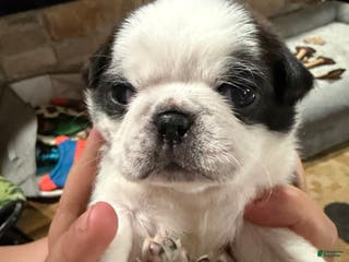 Pug dogs Oreo - Ad 33