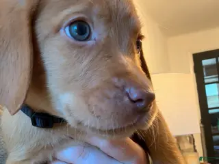 Labrador Retriever dogs for sale: Black Collar Fox Red Lab Puppy - Ad 1