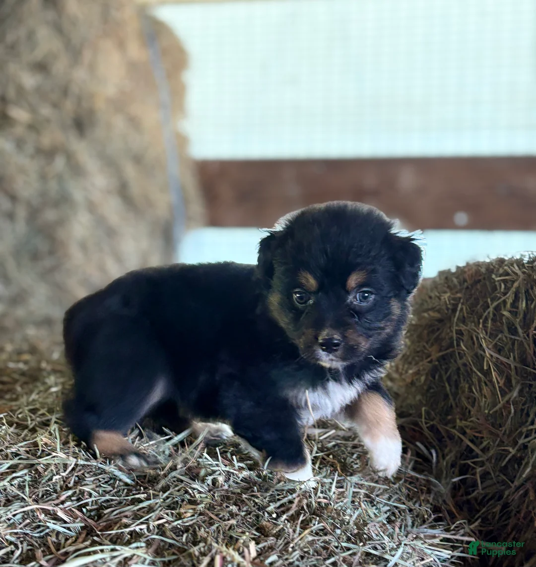 Australian Shepherd dogs for sale: Tessa - Ad 1