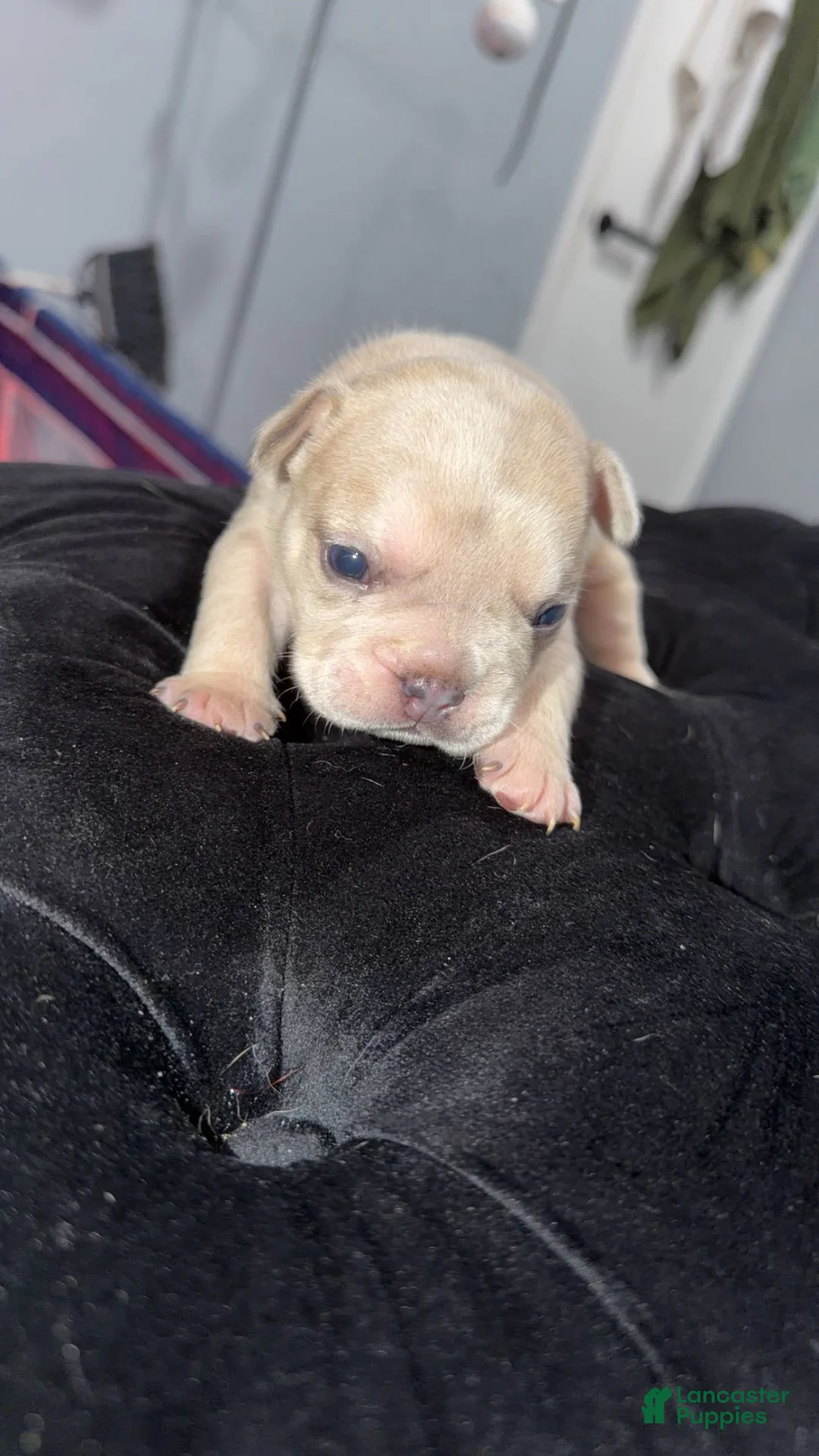 French Bulldog dogs for sale: French Bulldog Puppy 1 - Ad 2