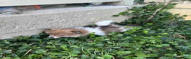 Pomeranian 1