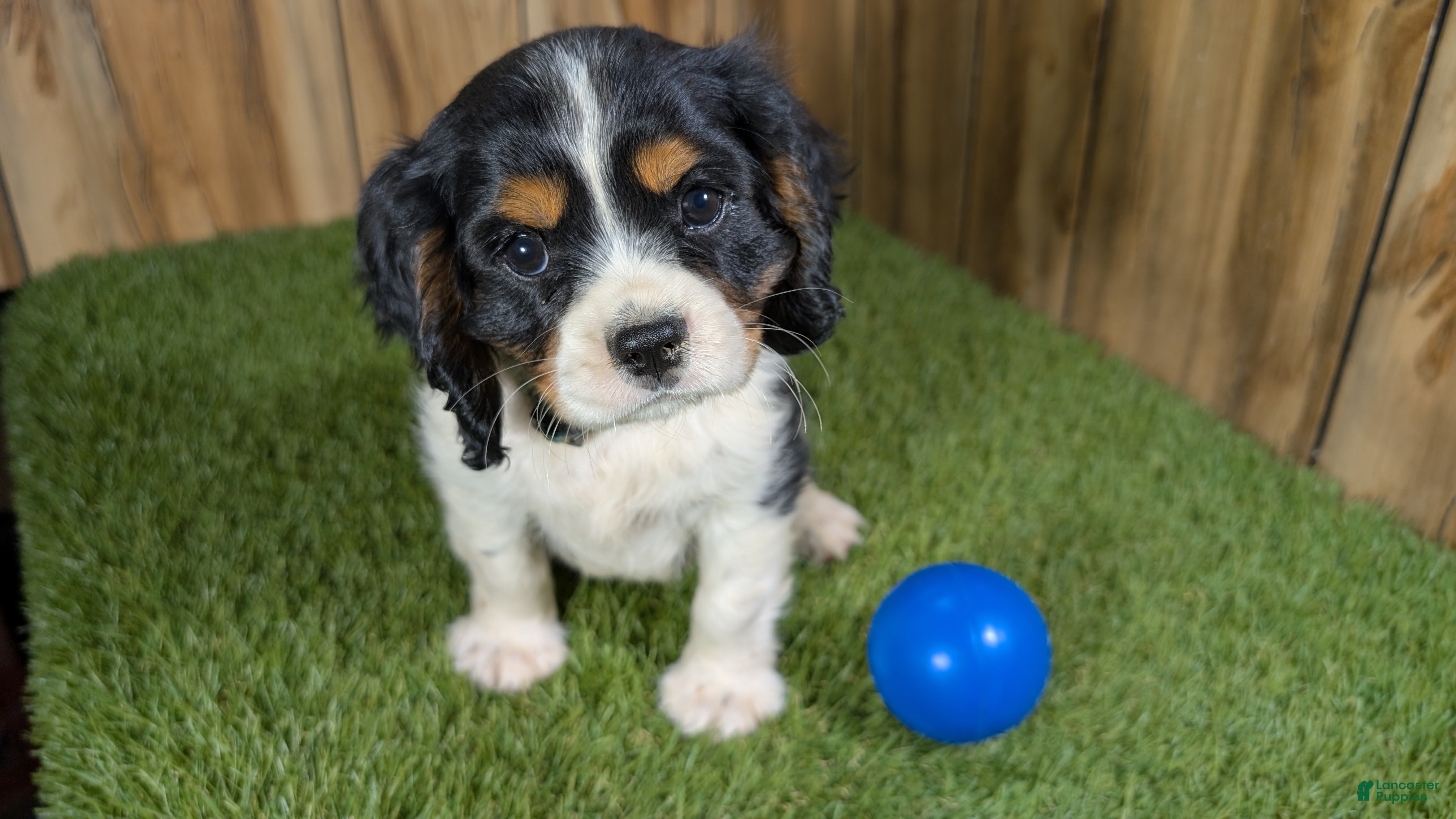 Cavalier King Charles Spaniel dogs Bessie Boy 1 - Ad 1