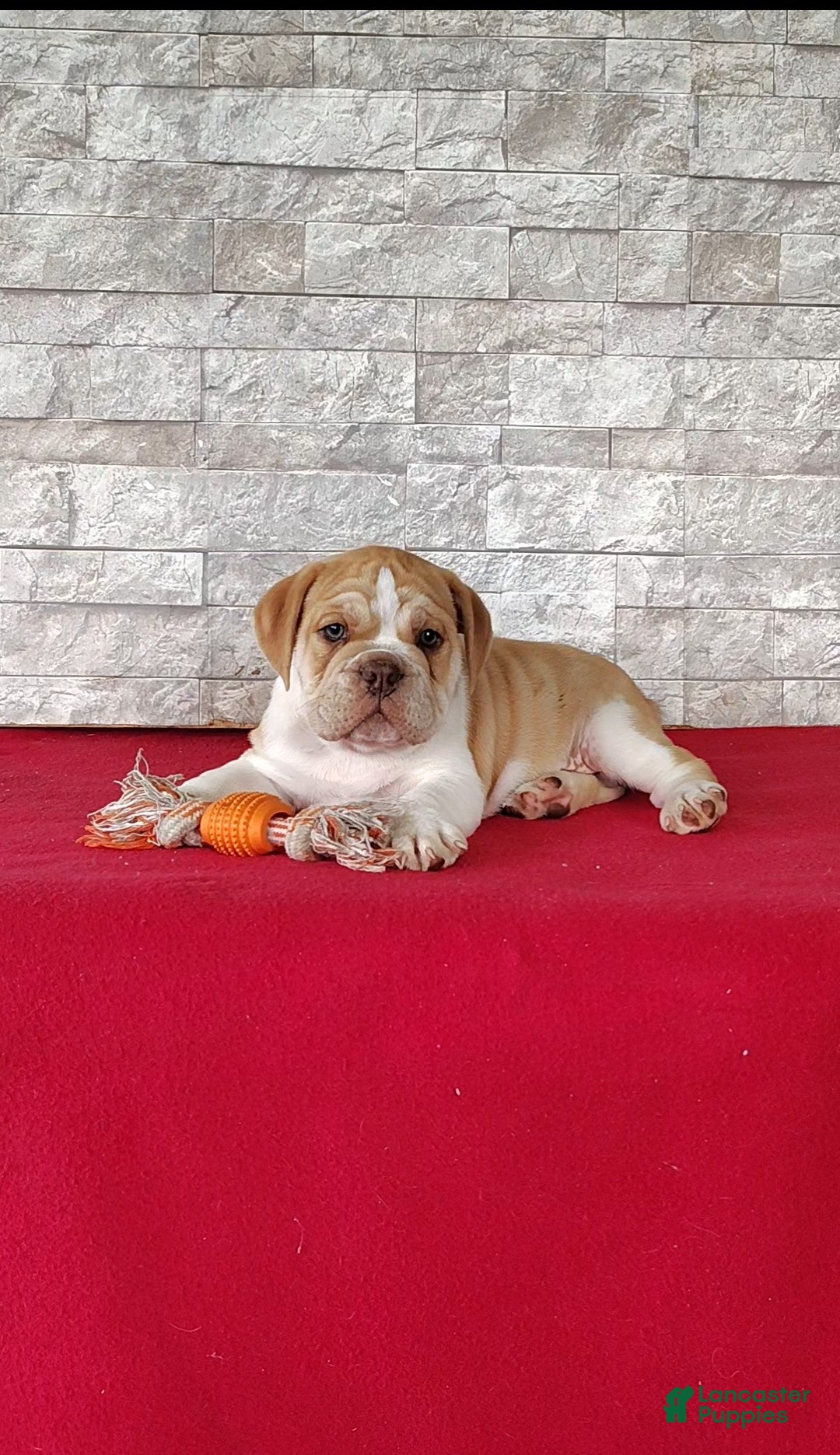 Beabull dogs Riley - Ad 2
