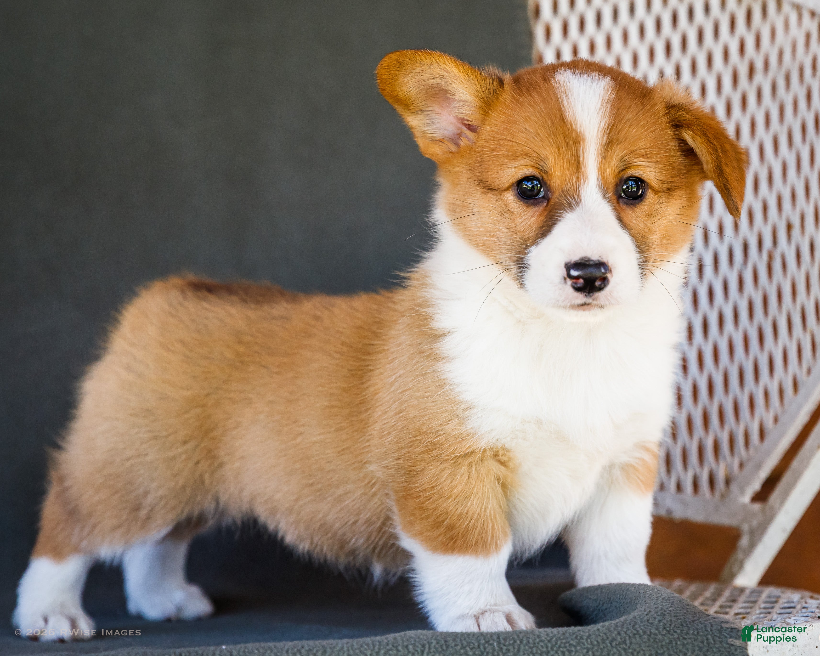Welsh Corgi Pembroke dogs Butter - Ad 1