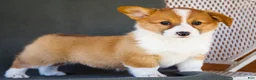 Welsh Corgi Pembroke dogs for sale: Butter - Ad 4