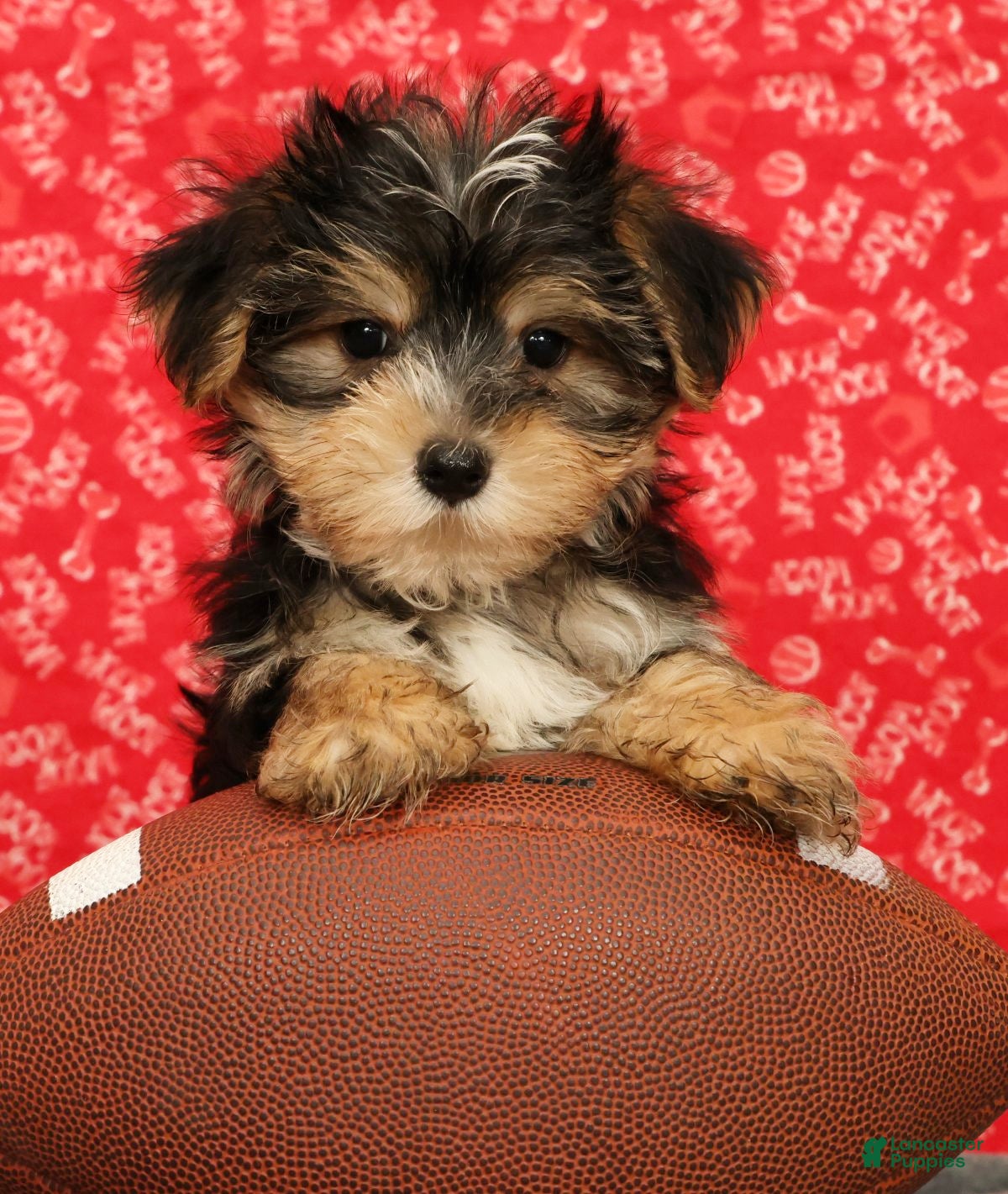 Morkie dogs Zeke - Ad 2