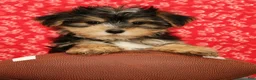 Morkie dogs for sale: Zeke - Ad 2
